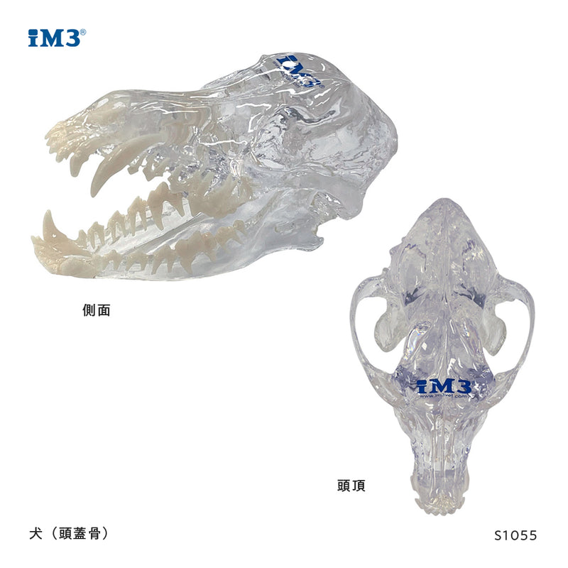 iM3 骨モデル