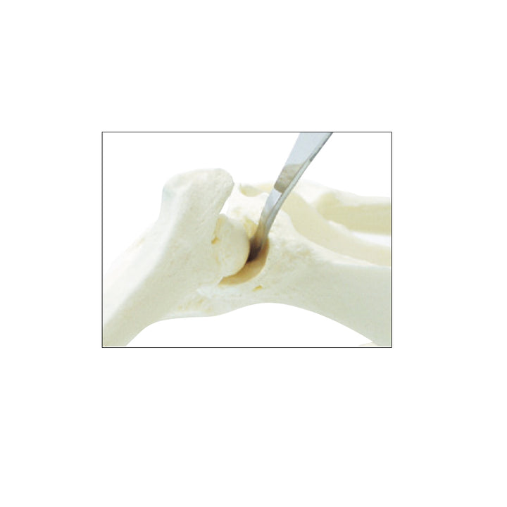 レア！ キリン ★ 大腿骨（femur leg bone） モバイルミュージアム 展示内容 東京大学総合研究博物館