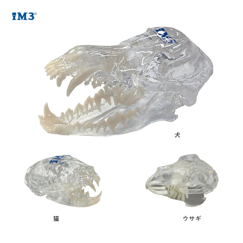 iM3 骨モデル